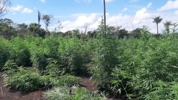 Destruyen 5 hectáreas de marihuana en Capitán Bado